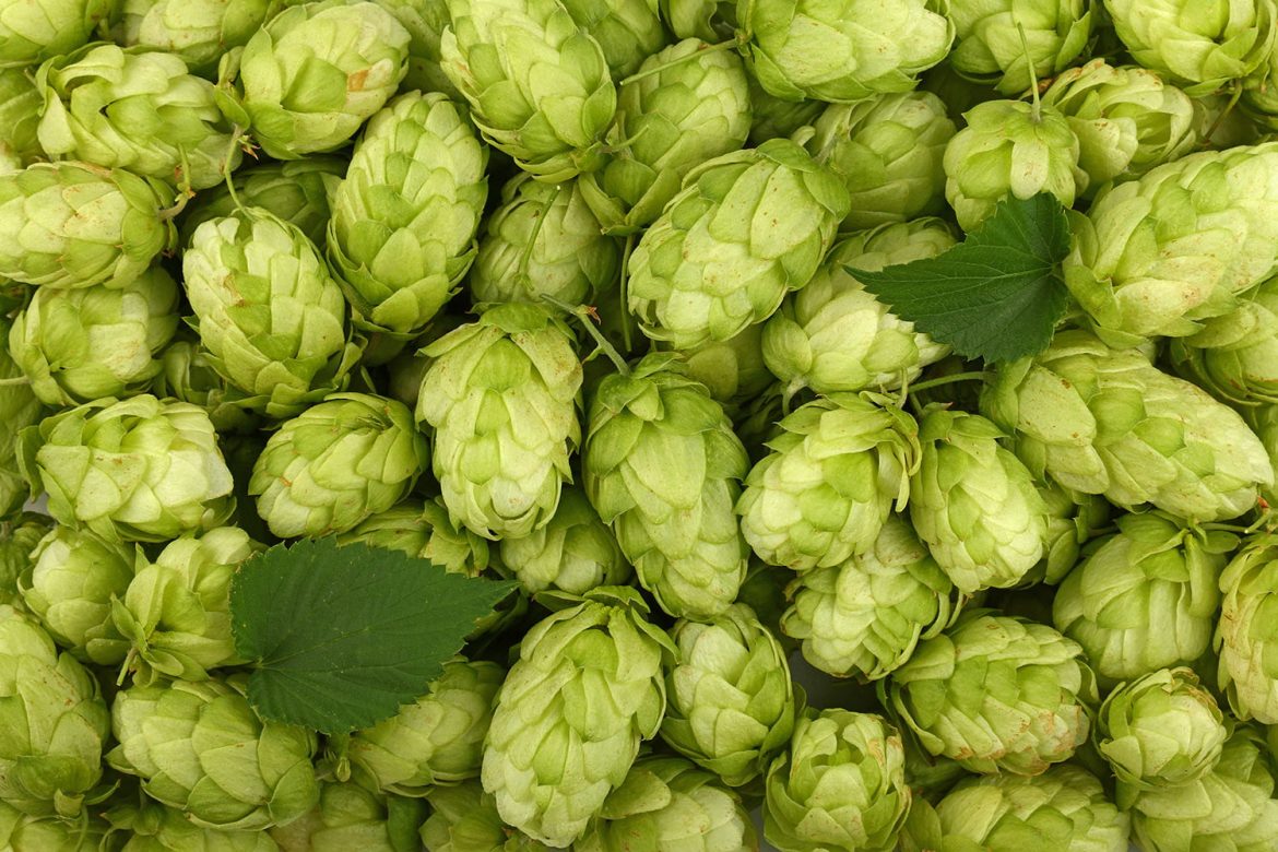 full-frame-shot-of-beer-hops.jpeg